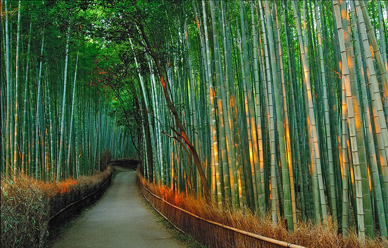 TOKYO - OSAKA - KYOTO – NARA – NAGOYA - FUJI 5N5Đ Du Lịch Nhật Bản-1